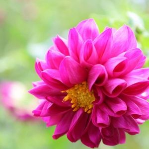 Meet your Posher, Robyn